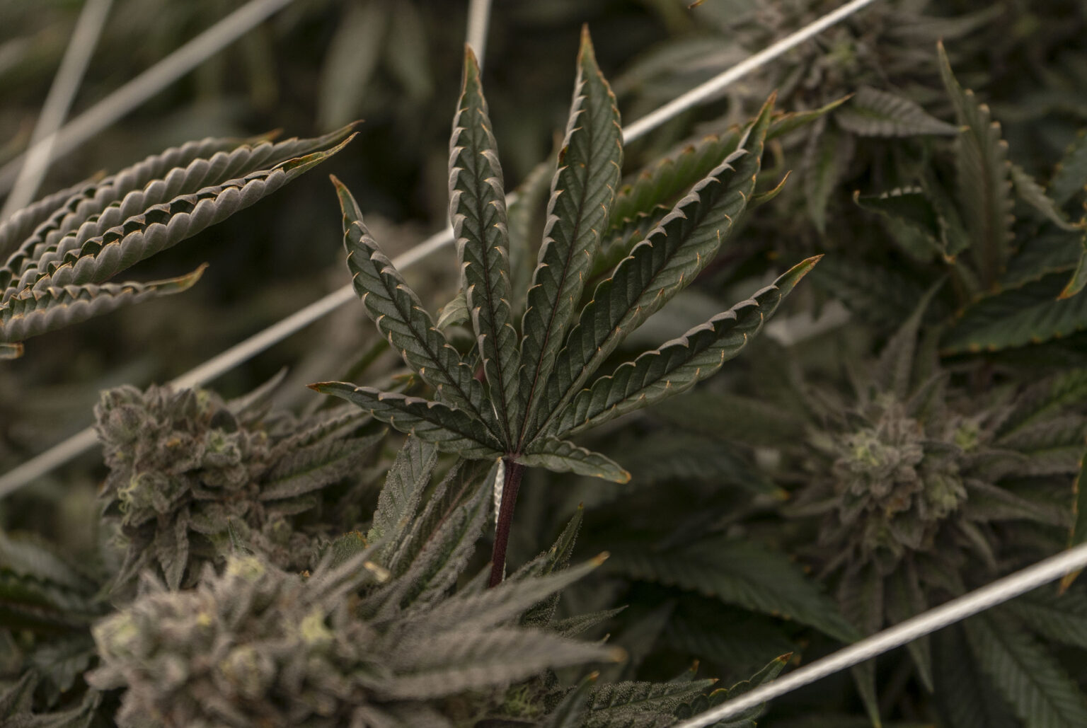 Legal Weed